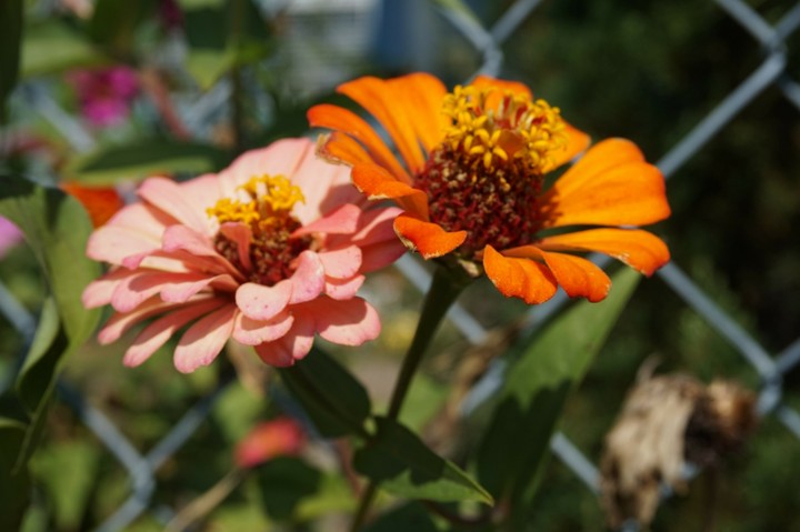 flowers
