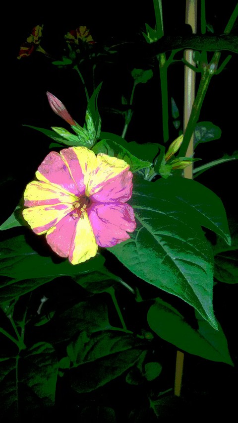 Lieblingsblume