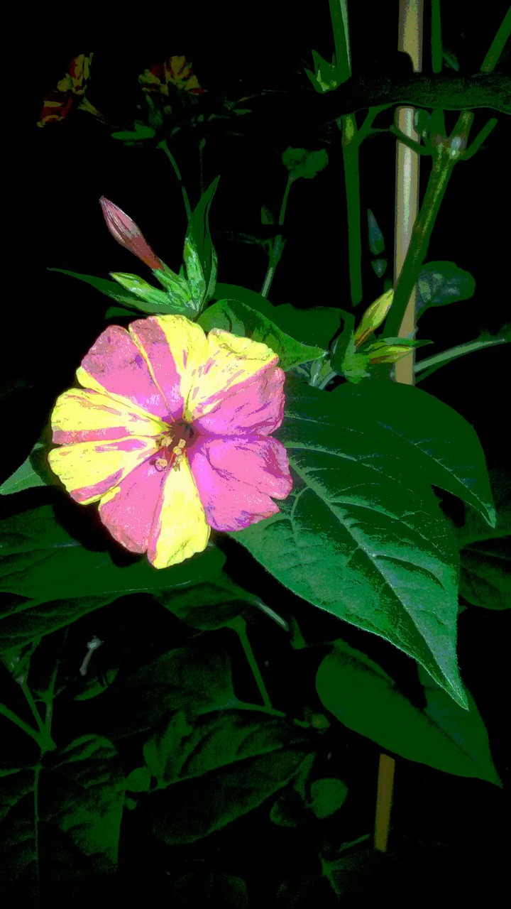 Lieblingsblume