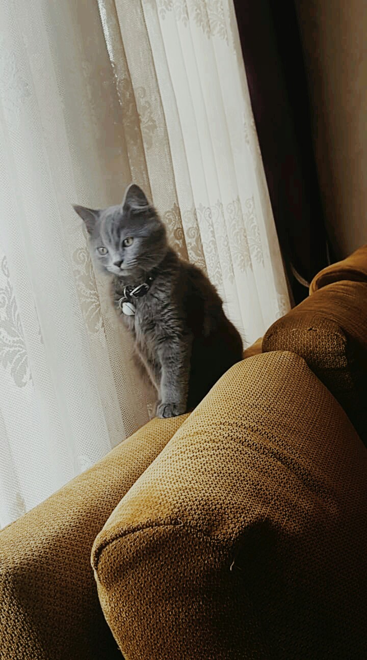 cat