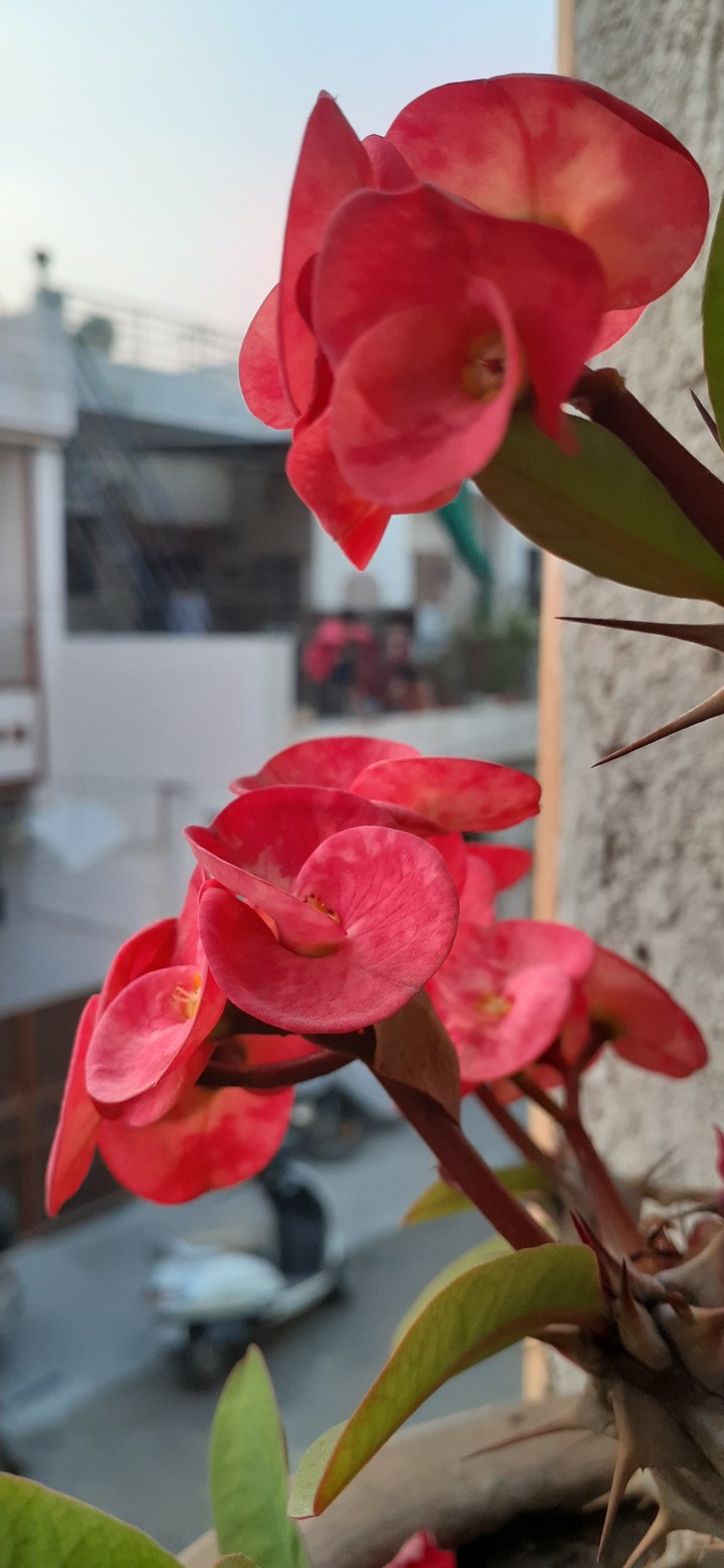 pink