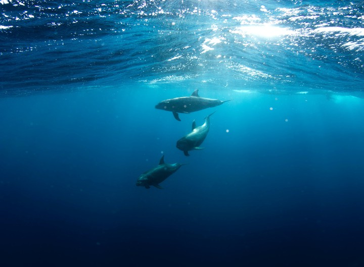 Dolphins (High-class Quality)