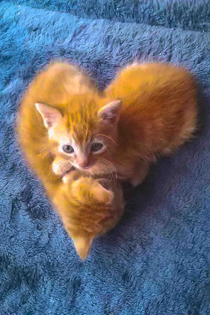 Cats
