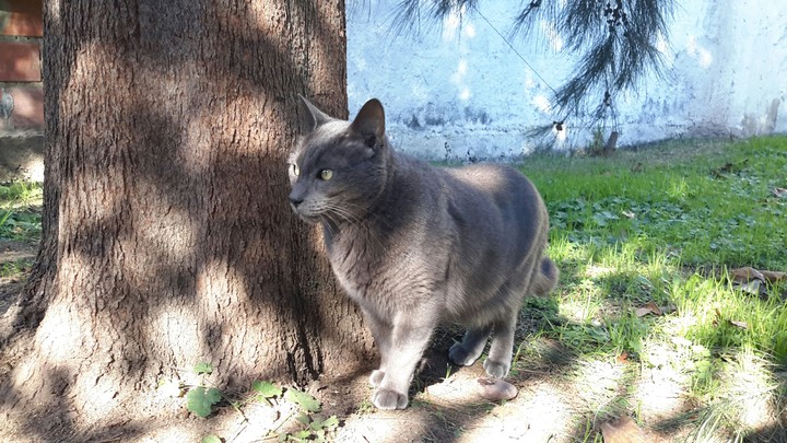 Gato