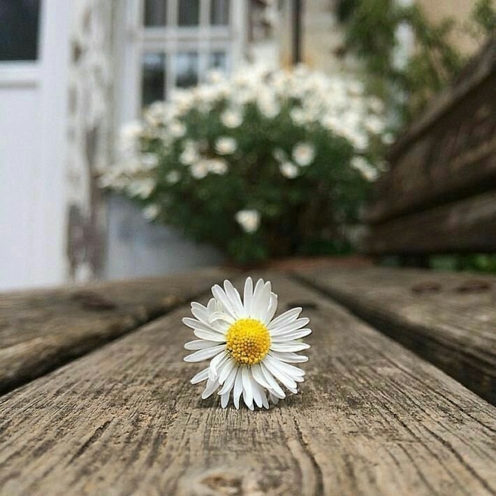 ⚘
