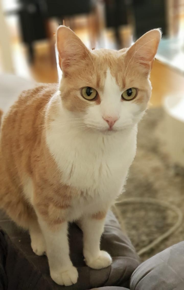 mon chat syrah