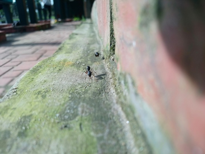 Ant race
