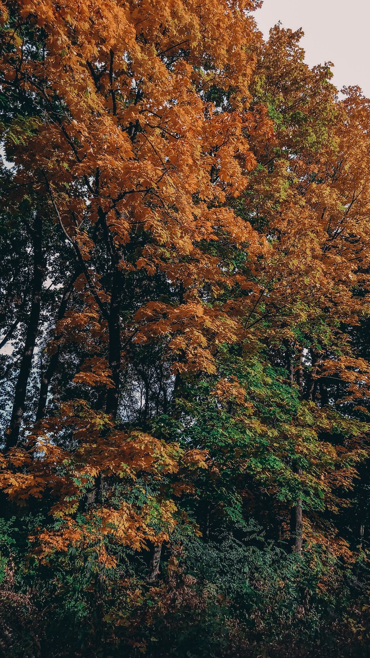 Autumn forest...