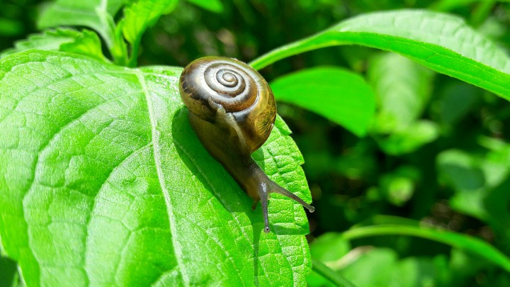 snail