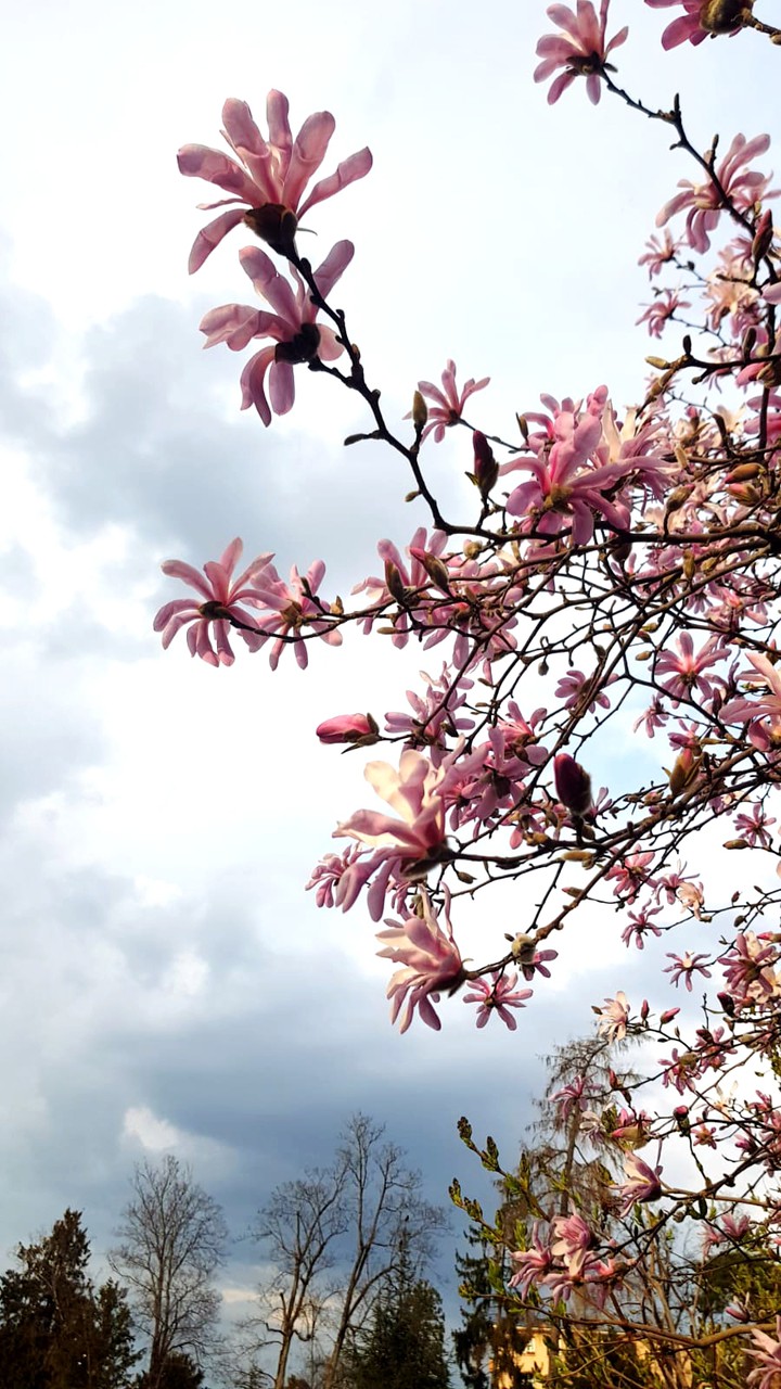 Magnolia tree