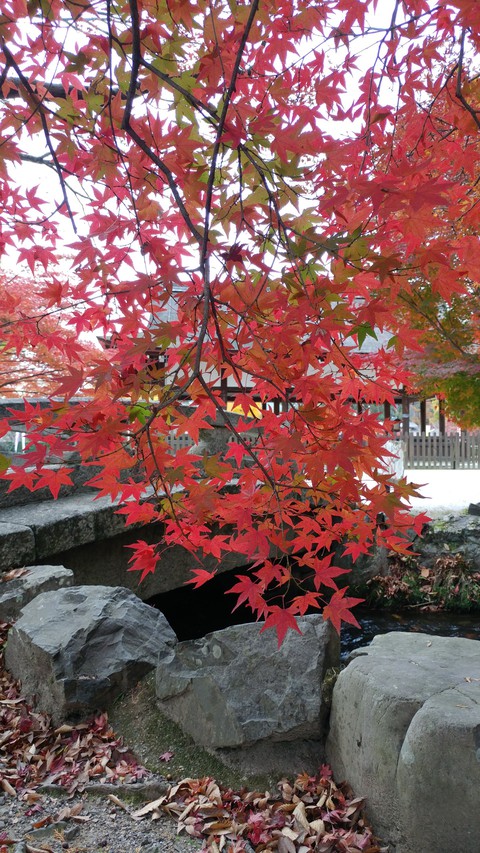 紅葉のカーテン Autumn leaves curtain