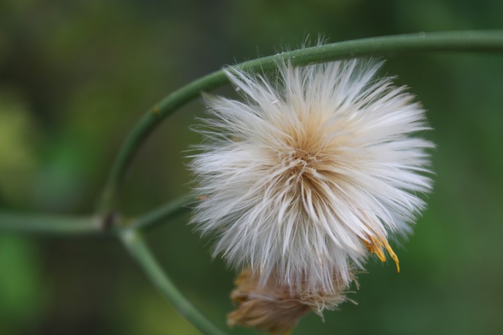 민들레
