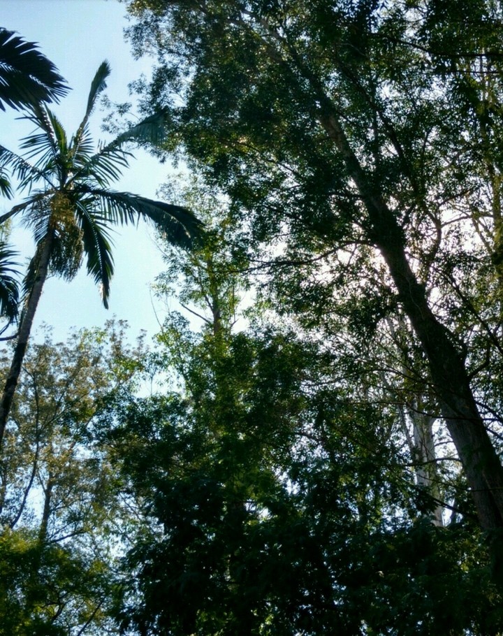 Floresta