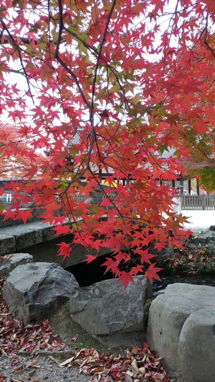 紅葉のカーテン Autumn leaves curtain