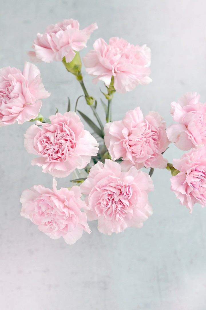 Pink flower