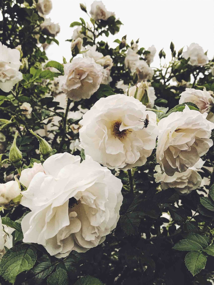 white flowers