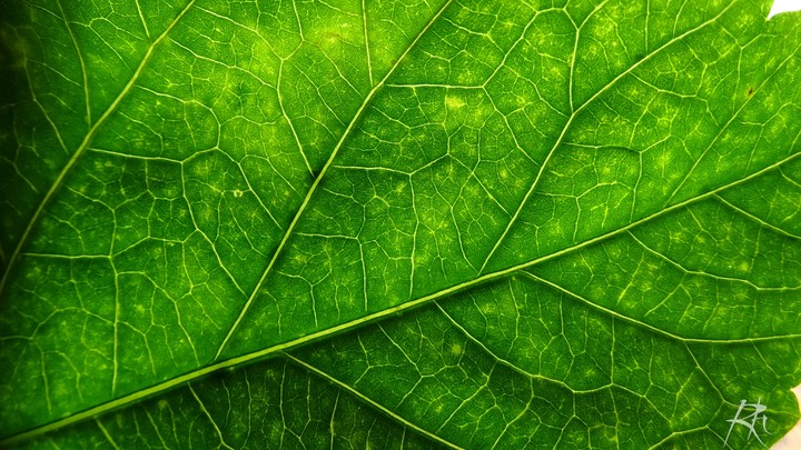 leaf