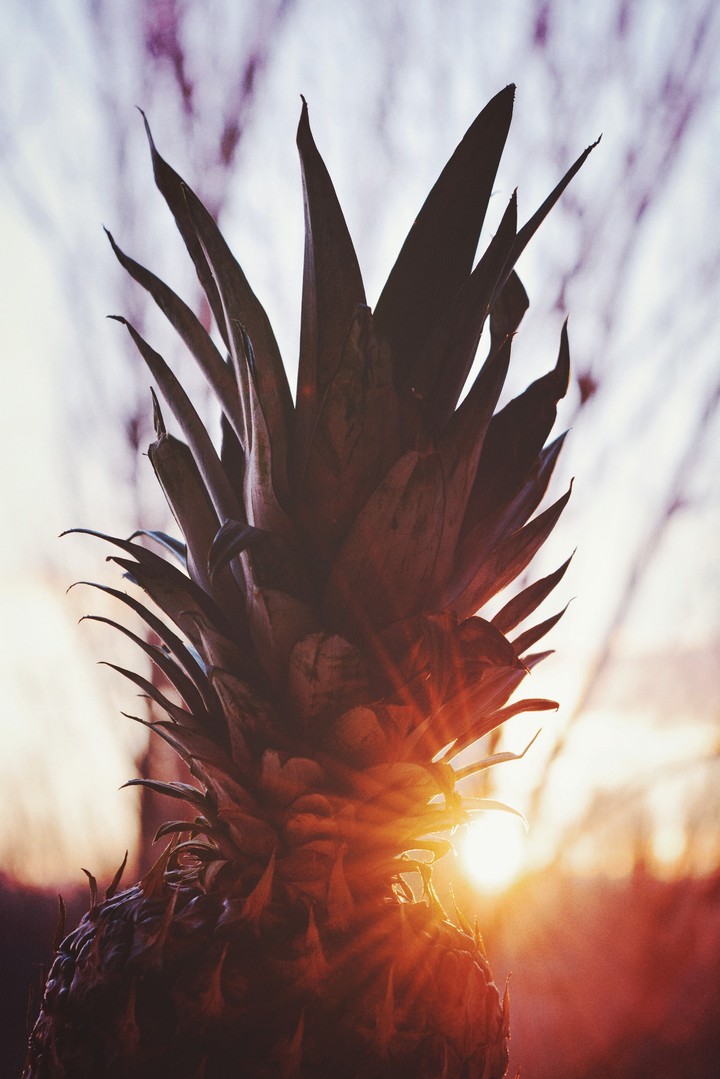 Pineapple
