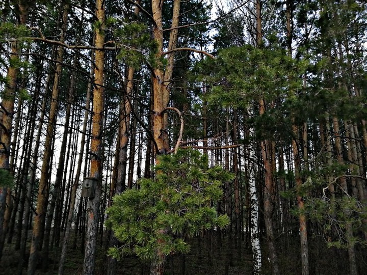 forest.