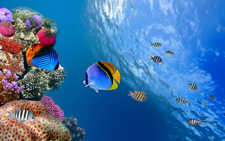 Underwater #2