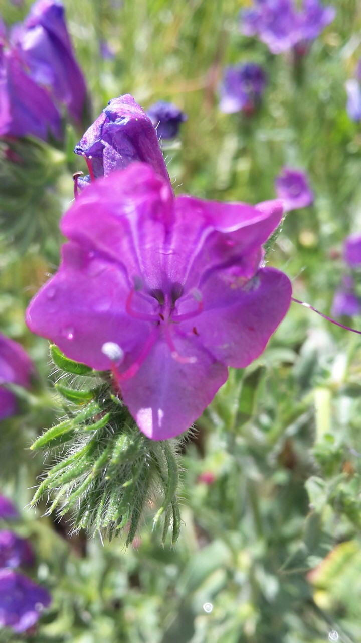 flor