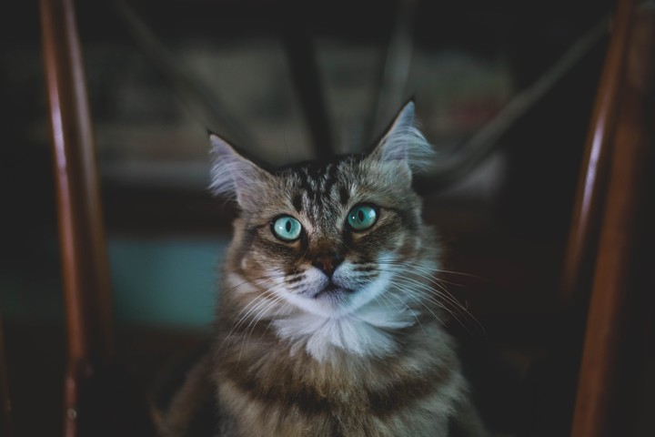 кот 2
