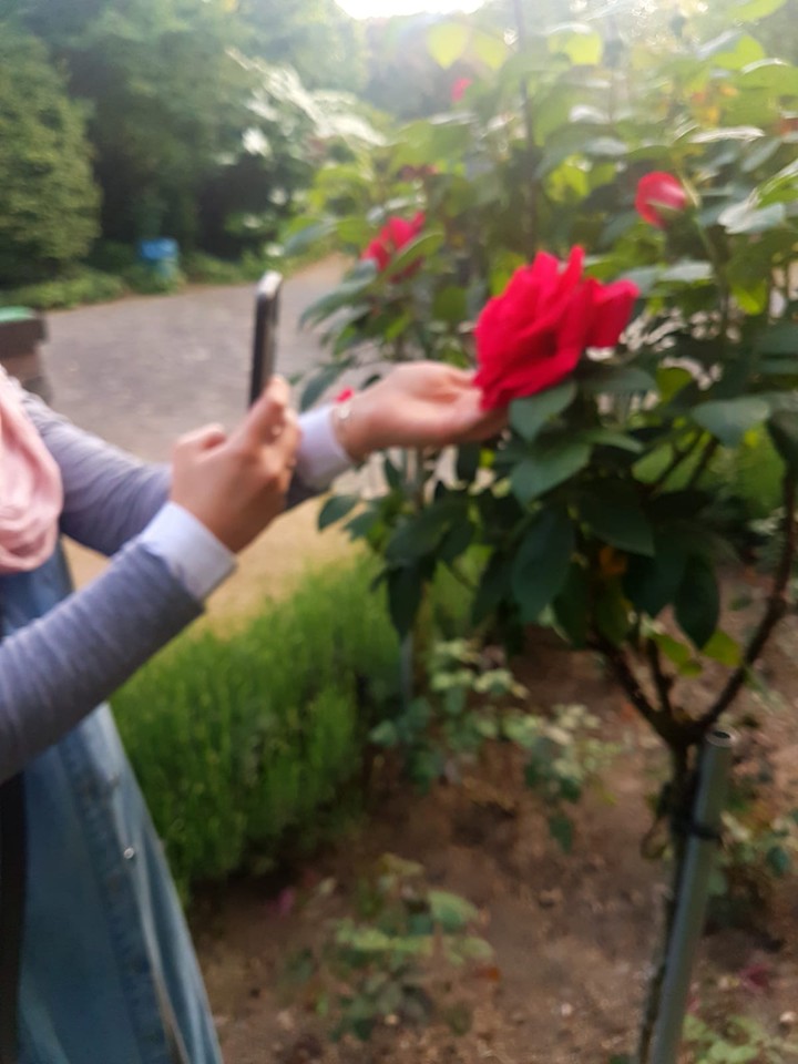 rose