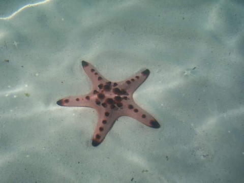 Patrick Star