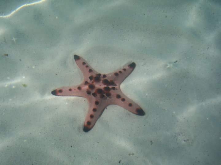 Patrick Star