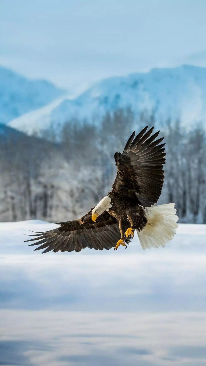 Bald Eagle...