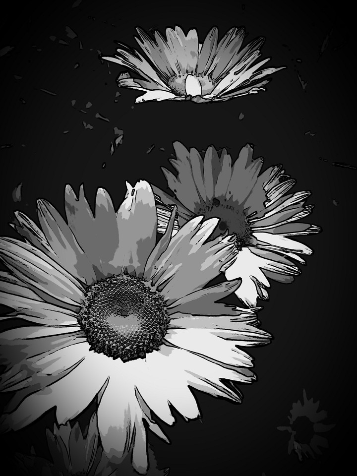 Marguerite