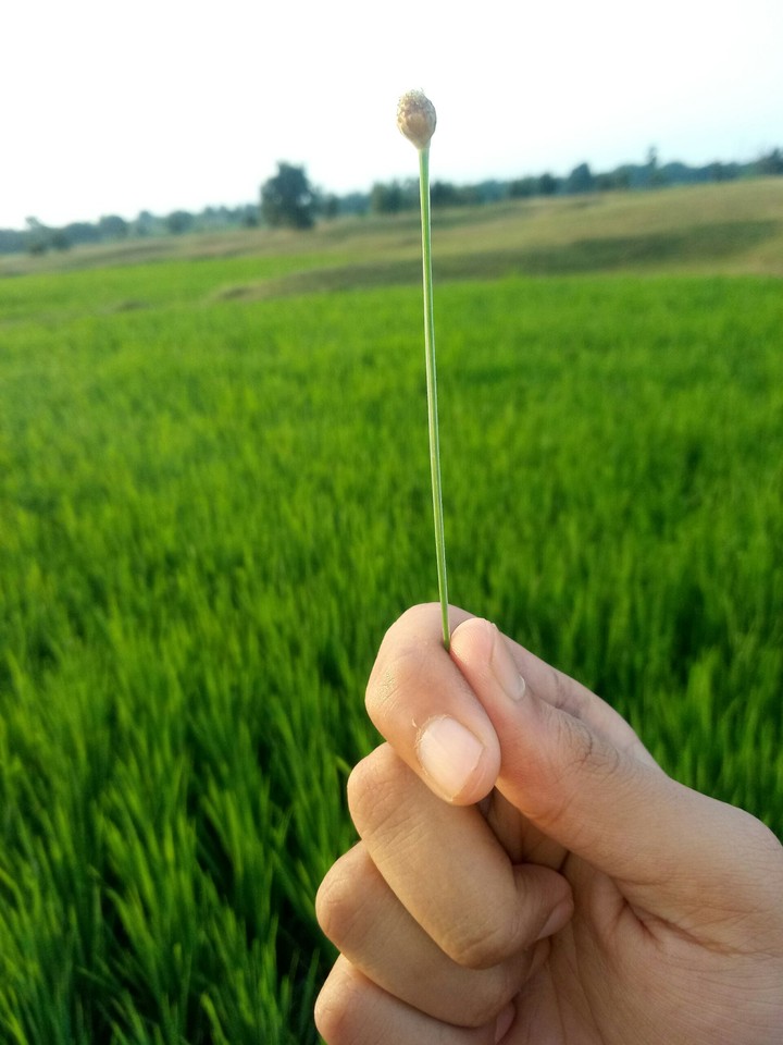 Grass