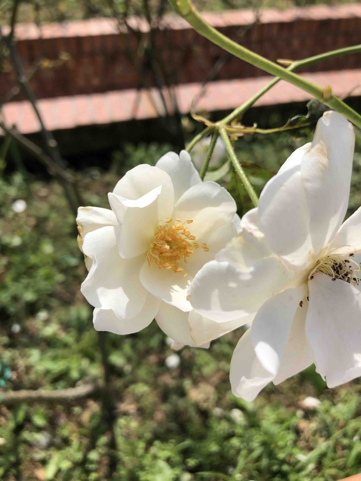 rose