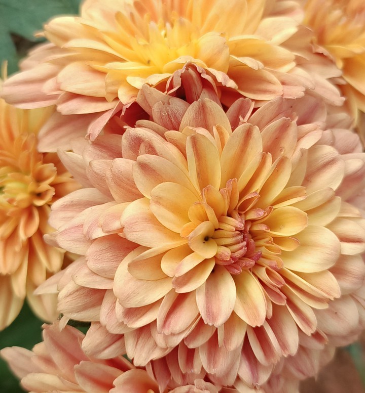 orange chrysanthemum