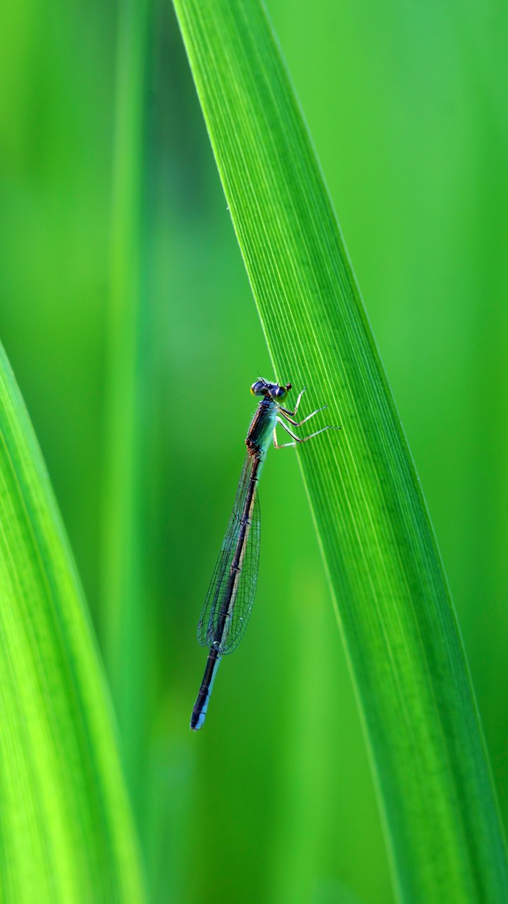 Dragonfly