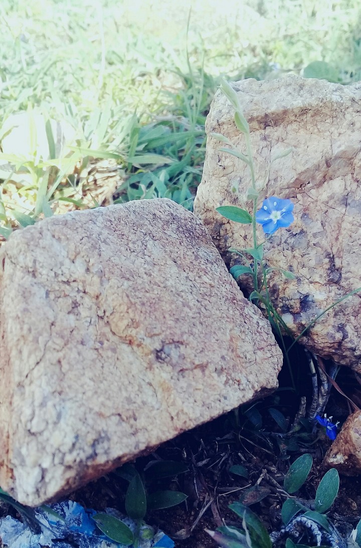 blue grass