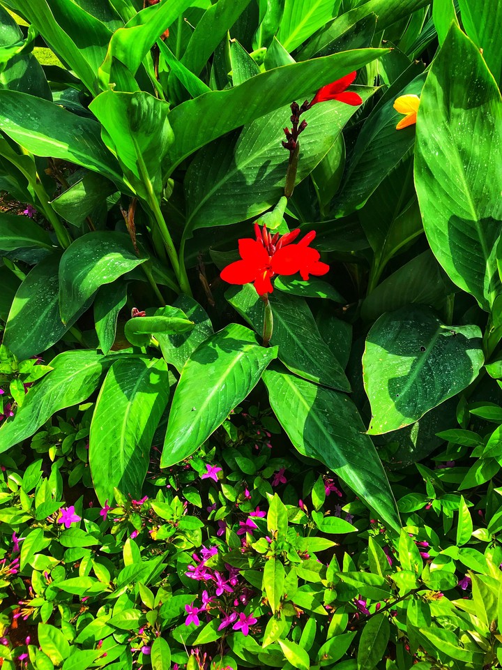 red