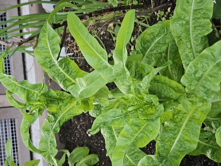 Sweet Bell Pepper