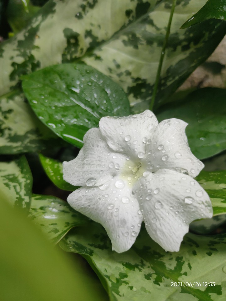 white with green ?