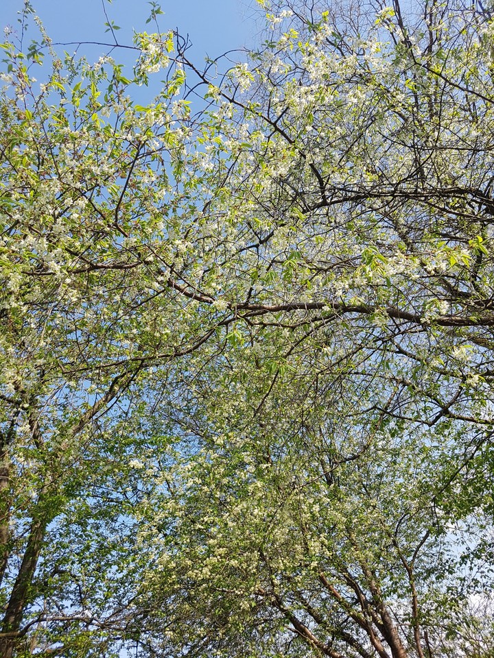 bäume