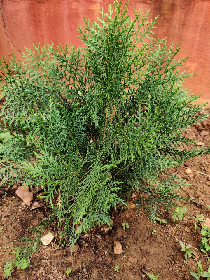 My garden