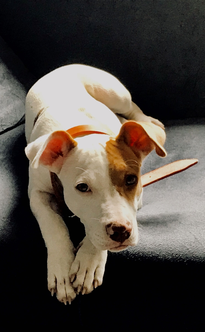 pipoca