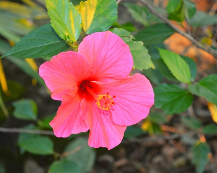 Hibiscus