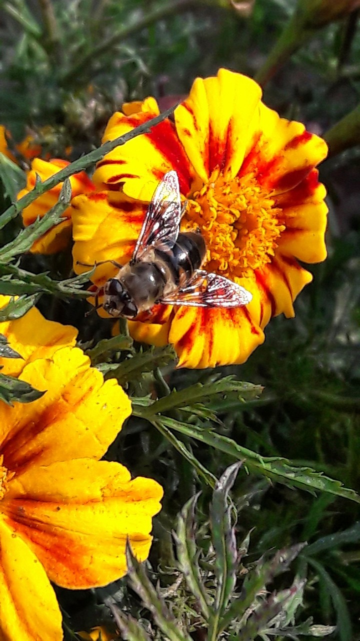 flower
