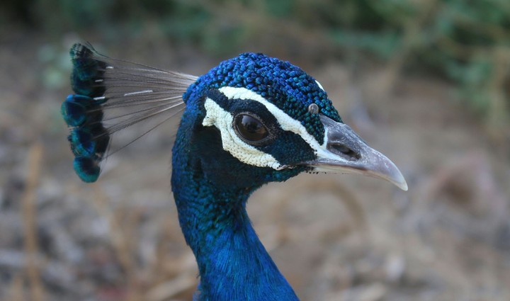 pecock