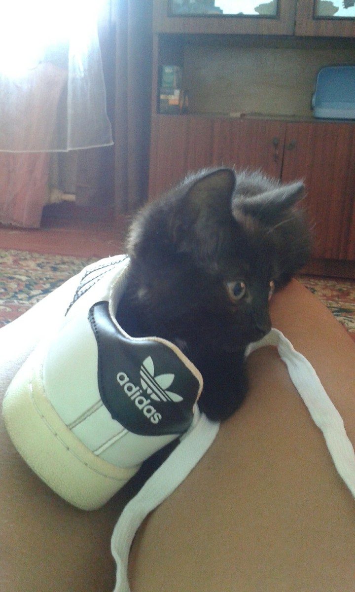 Кошка