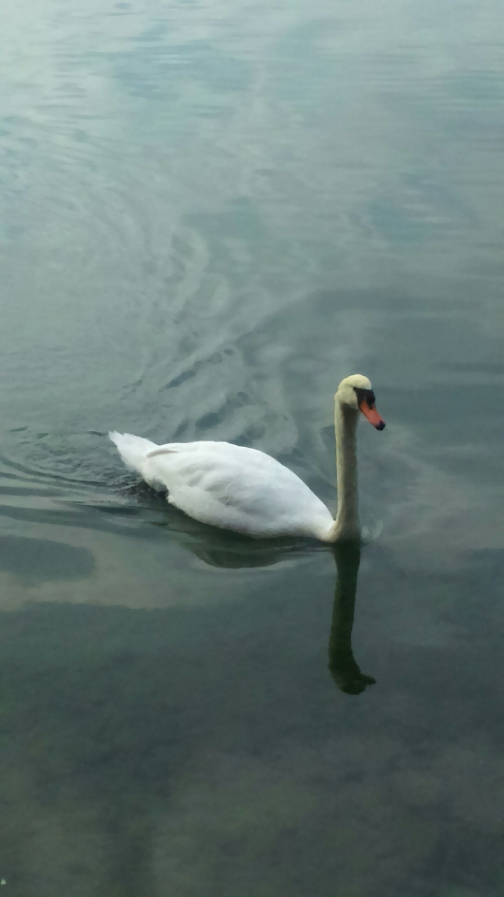 swan