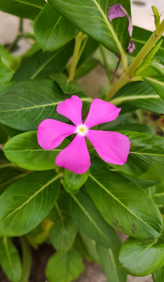 the sadabahar flower
