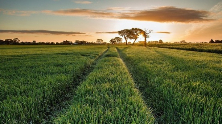 a sunset field