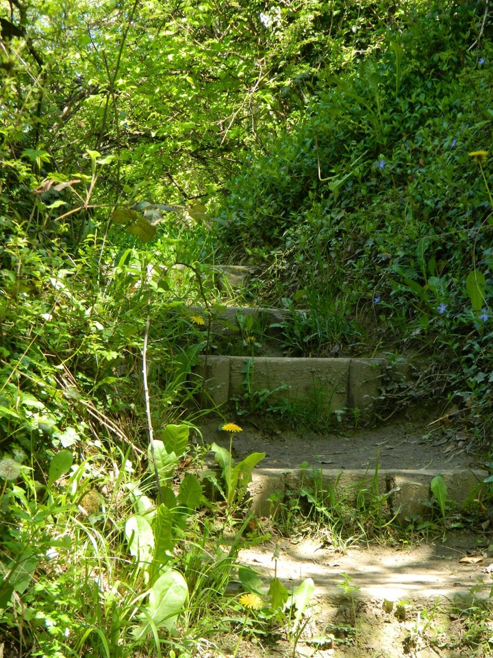 Stairway to the Forgotten Forest
